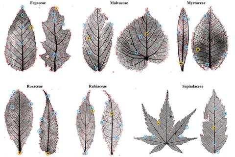 Heat maps created by computer learning are scored by scientists 