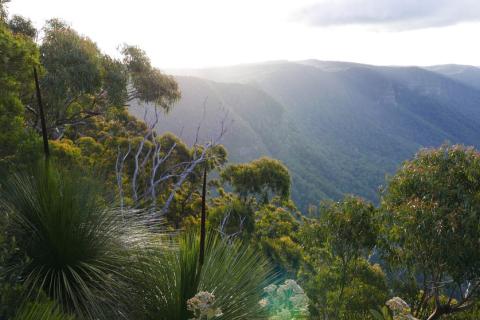 Just north of where the Nightcap Oaks grow in the World Heritage Gondwana Rainforests of Australia