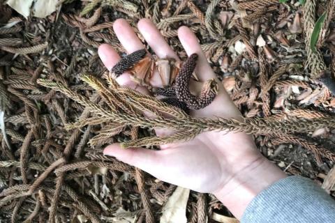 Leaf litter from an Australasian-type Araucaria growing at the Huntington Library, Art Collections, and Botanical Gardens