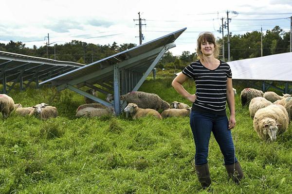 Cornell University researcher Niko Kochendoerfer stands among sheep grazing at a solar farm at Cornell University in Ithaca, New York, in September 2021