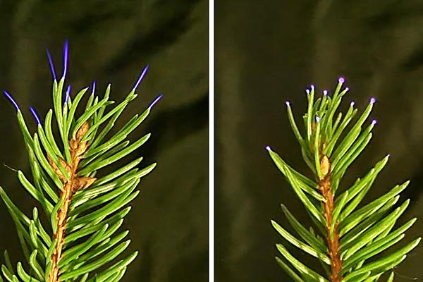 Weak electrical discharges, called corona, can form on tree leaves during thunderstorms