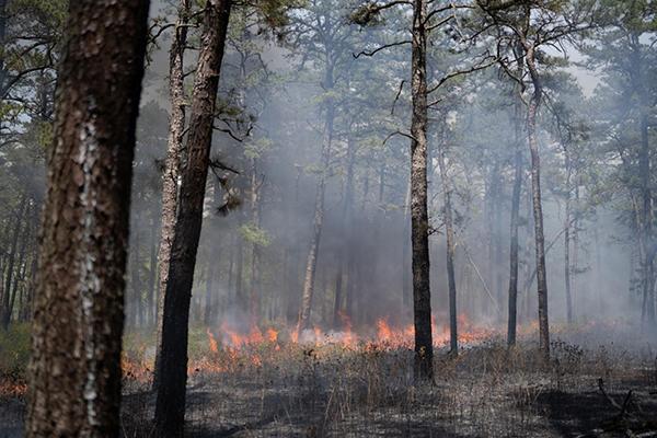 A prescribed fire burns in the New Jersey Pine Barren forests