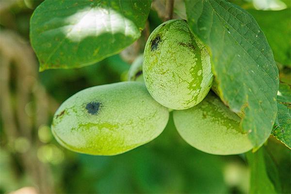 Paw paw fruit