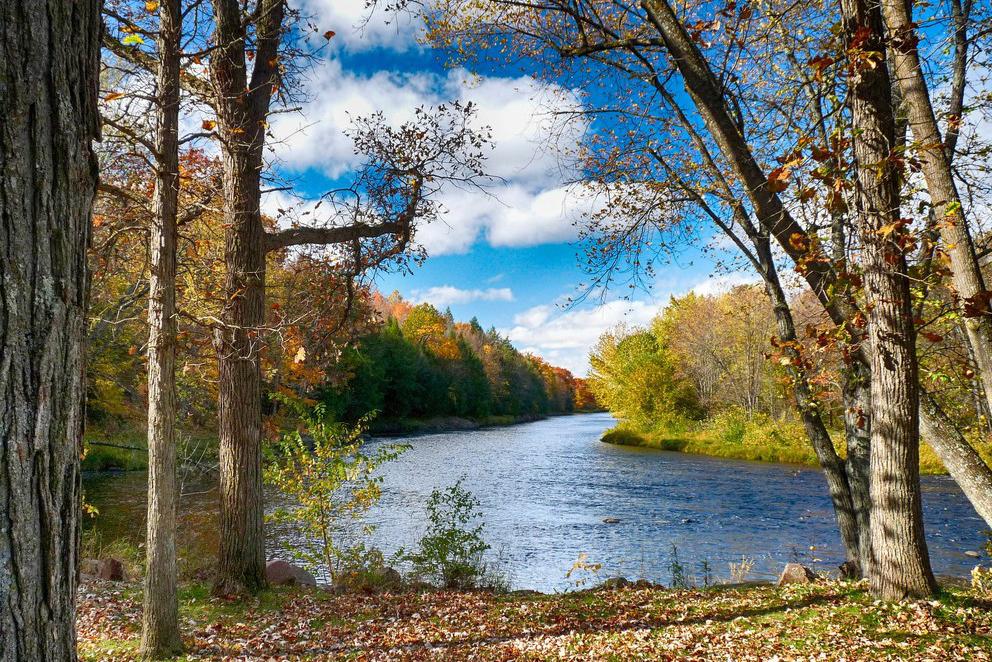 Forests in the US are at risk from climate change, according to researchers 