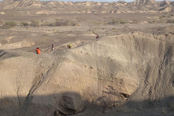 An aerial view of the excavation site with sedimentary layers containing artifacts and bones, which were part of the study. 