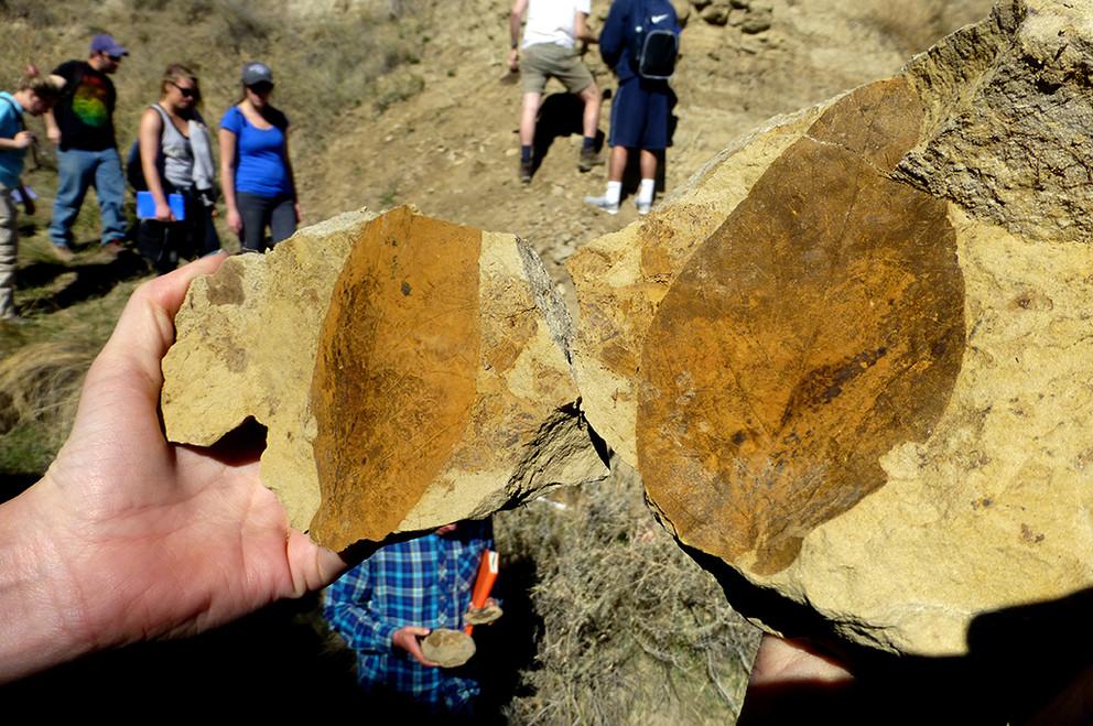 Fossil in rock