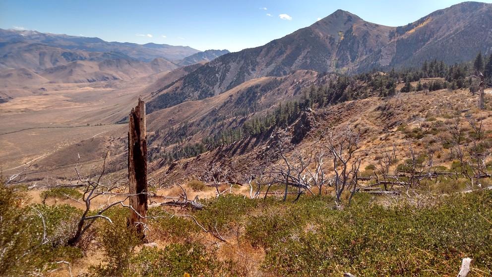 Dry forest margins in the western United States may be more resilient to climate change than previously thought