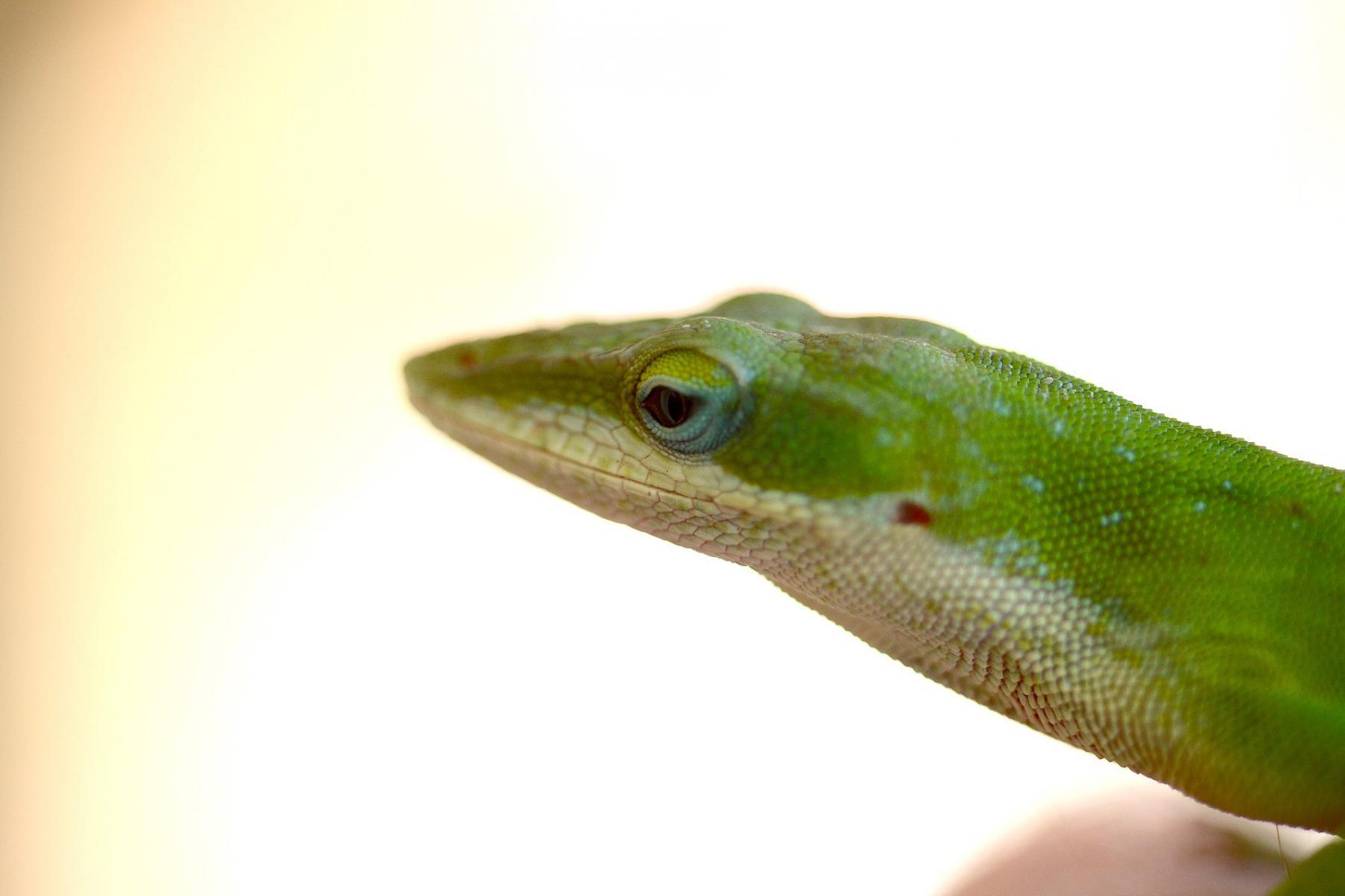 Green Anole