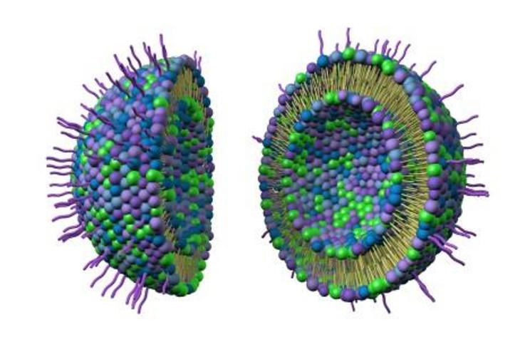 Ceramide nanoliposome, an investigational compound developed by Penn State researchers that targets and destroys cancer while leaving healthy cells unharmed, has been approved for phase one clinical human trials by the U.S. Food and Drug Administration (FDA). Researchers used nanotechnology to stabilize ceramide, a delicate compound that's a known anticancer therapeutic agent.