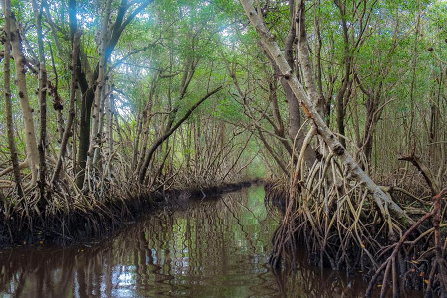 Mangroves in the Everglades National Park tidal wetlands.