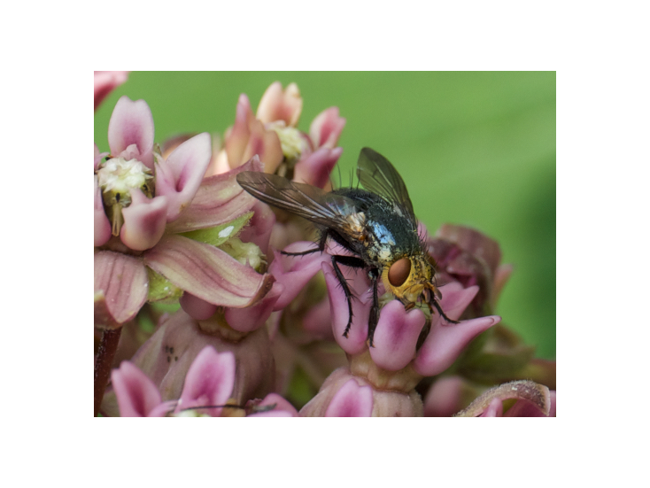 Flies play a crucial role as pollinators, second only to bees in terms of the volume of crops and habitat they pollinate. Pictured here is a blue fly pollinating common milkweed