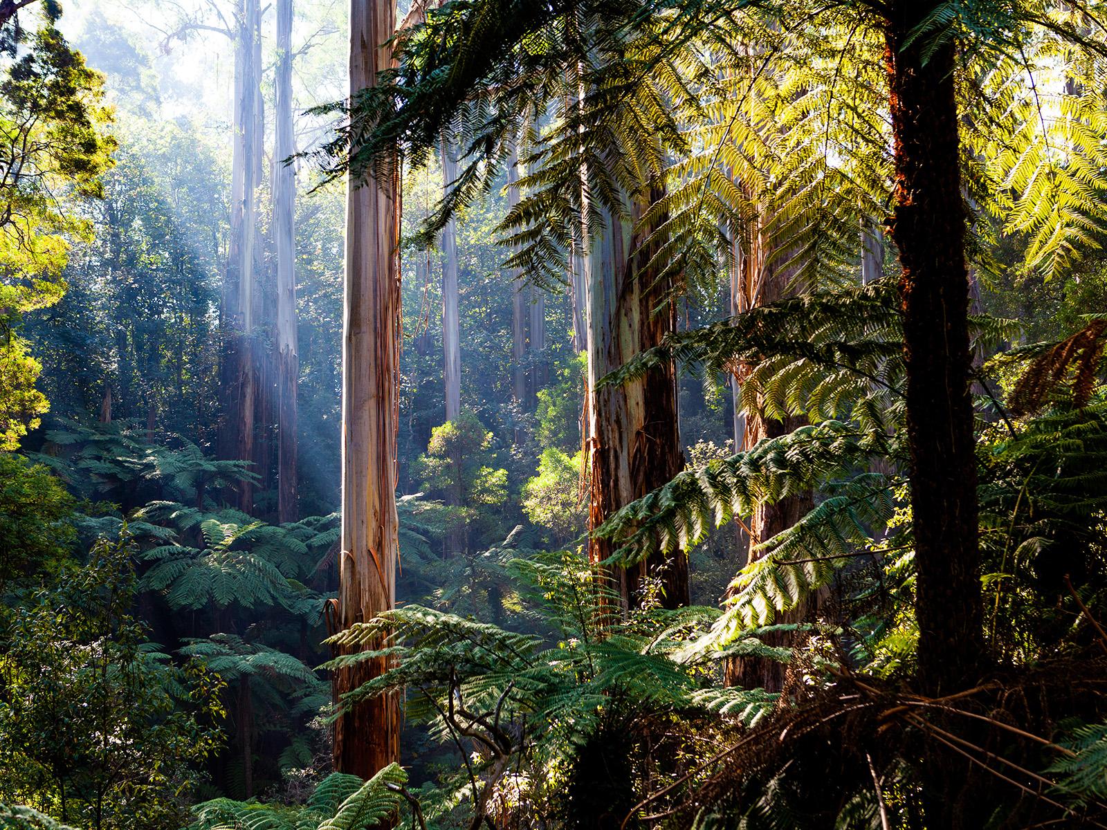 Fossil evidence is reshaping the understanding of modern forest management practices used in Australian rainforests, according to researchers